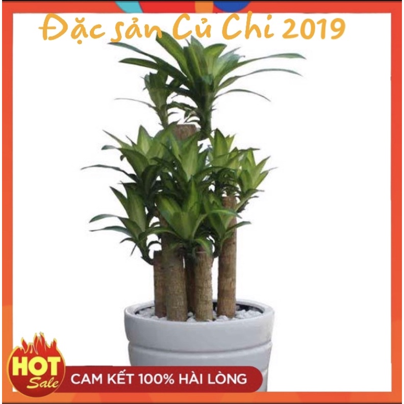 Khúc thân cây phát tài mới cắt