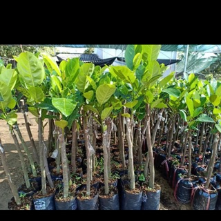 Cây mít thái ruột đỏ cao 90cm