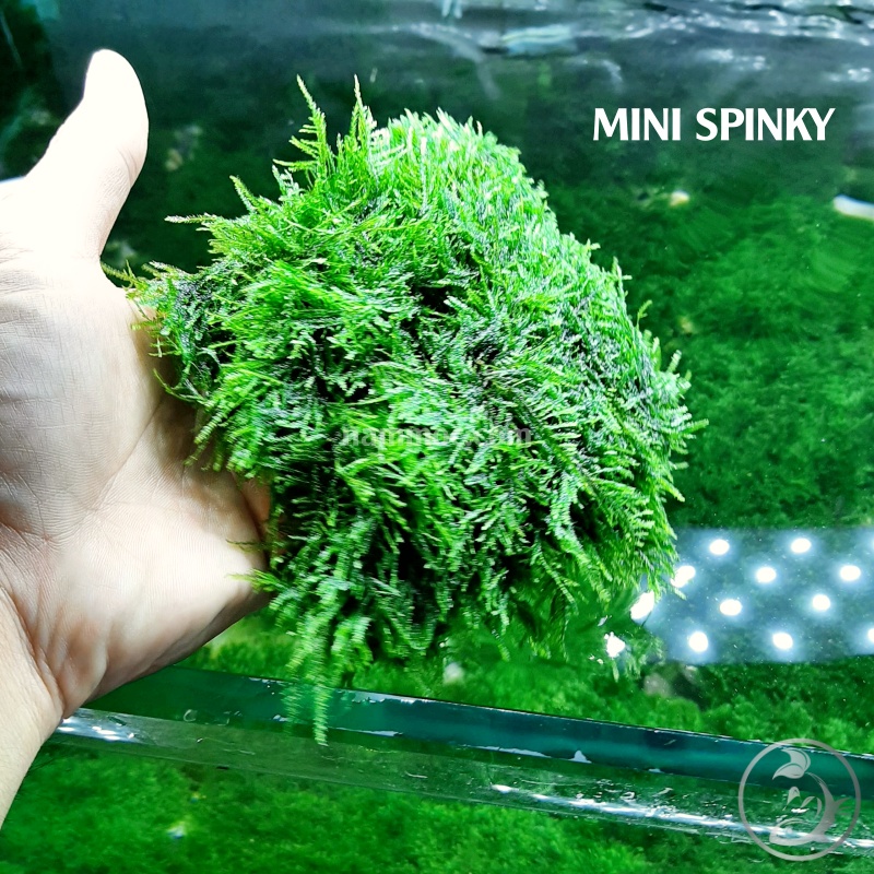 [Mã PET50K giảm Giảm 10% - Tối đa 50K đơn từ 250K] Rêu Mini Spiky | Loại Rêu Thuỷ Sinh Đẹp, Dễ Chăm sóc