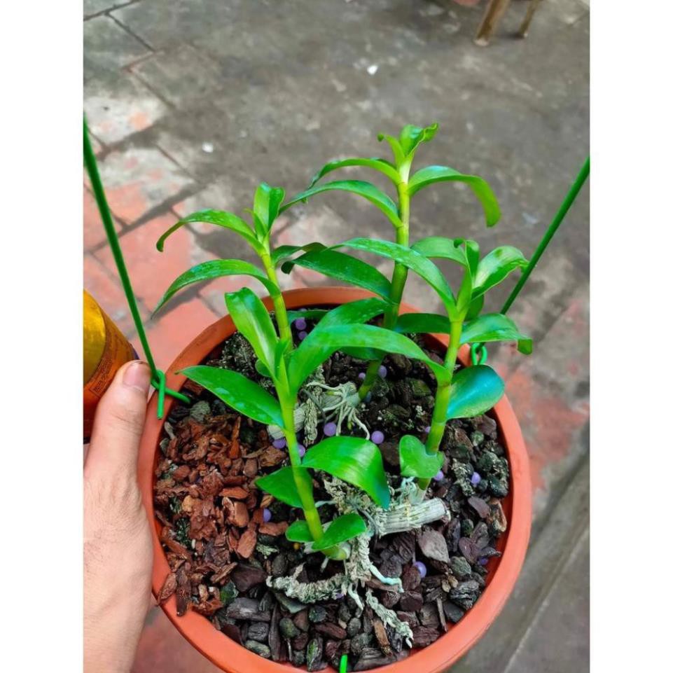 Phi điệp 5 cánh xanh phú thọ( ki ươm tự nhiên, cao 20cm, rễ khỏe)