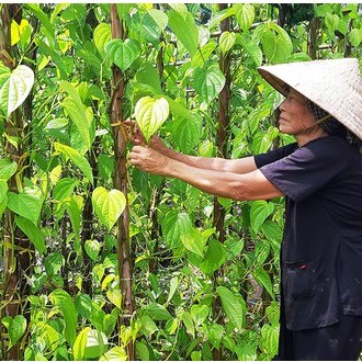 Hydrosol Lá Trầu/ Tinh Chất Lá Trầu Thiên Nhiên, Không Chất Bảo Quản