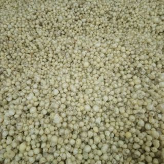 Củ Nén( củ hành tăm)