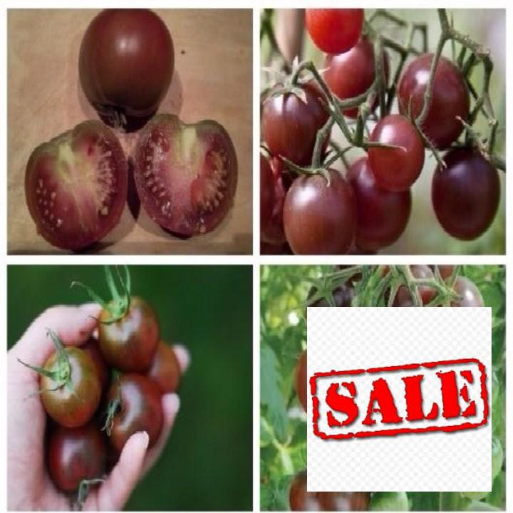 hạt giống cà chua sô cô la HG72 SALE