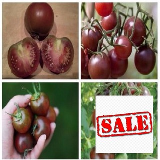 Hạt giống cà chua sô cô la hg72 sale