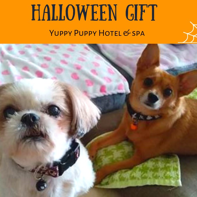 Vòng cổ chó mèo/ thú cưng họa tiết Halloween hóa trang - Pet Halloween collar