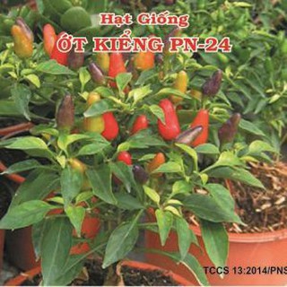 ỚT KIỂNG (0,2G) nhập khẩu-  chuyên dụng.