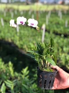 Chậu Lan Denro yaya mini