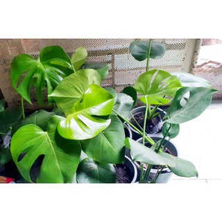 Trầu bà Monstera (trầu bà lá xẻ)
