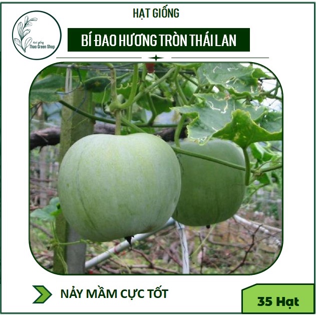 BÍ ĐAO HƯƠNG TRÒN THÁI LAN - 35 HẠT
