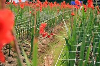 Củ hoa lay ơn chơi tết