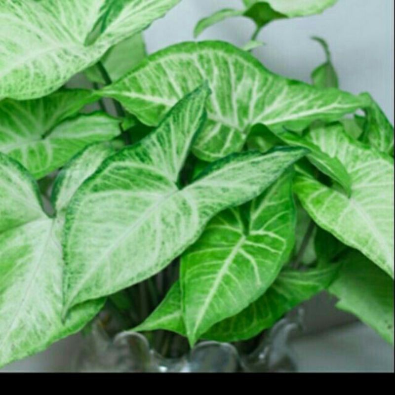 Sét 5 cây muống nhật