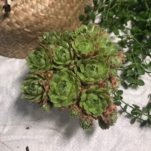 Sen đá bụi siêu toA2 ( ảnh tự chụp)