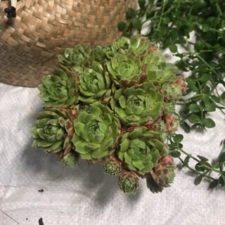 Sen đá bụi siêu toA2 ( ảnh tự chụp)