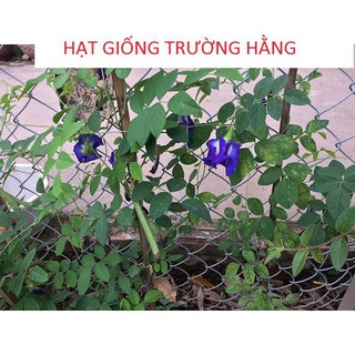 20 Hạt giống Hoa Đậu Biếc (Dễ trồng)