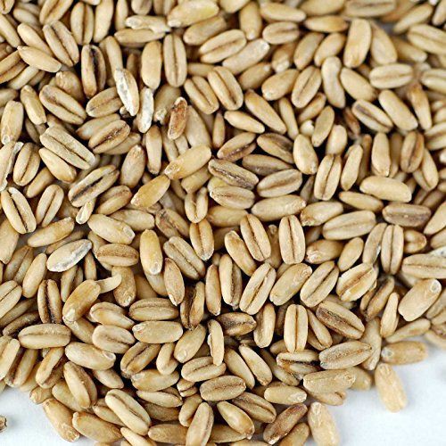 500g Yến Mạch Tách Vỏ Bổ Dưỡng Cho Chim-Vẹt-Gà-Hamster-Rat-Đuôi Mập