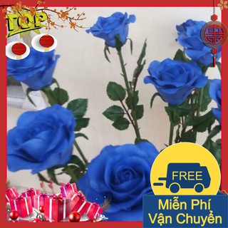 Combo 2 Gói Hạt Giống Hoa Hồng Xanh