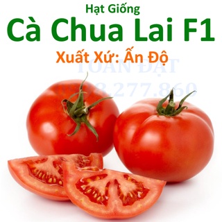 Hạt giống cà chua lai f1 ấn độ