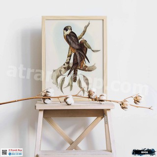 Tranh Canvas minh họa loài chim ưng mặt trắng - B006