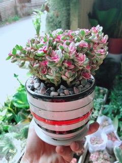 Chậu Đô La Hồng