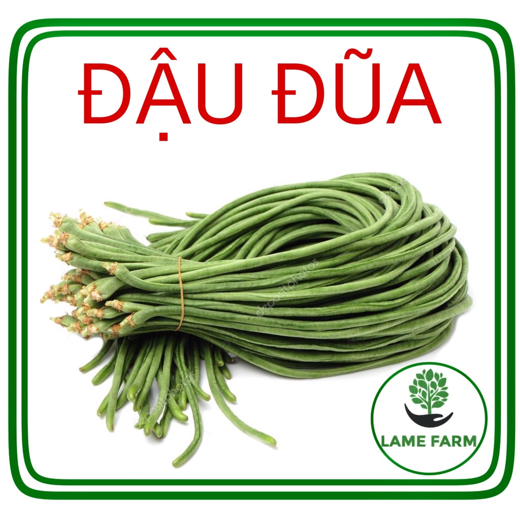 Hạt giống đậu đũa dễ trồng năng suất cao Lame farm DD01