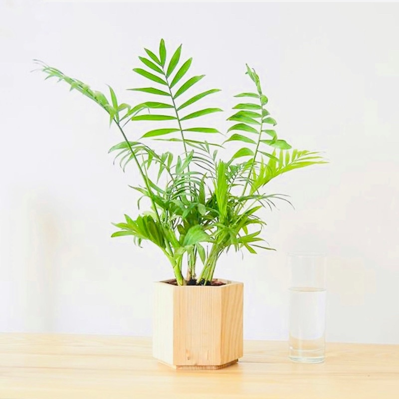 Cây cau tiểu trâm 1 thân