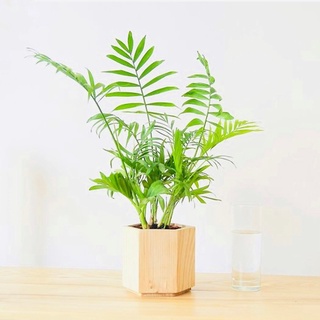 Chậu mềm cau tiểu trâm 1 thân