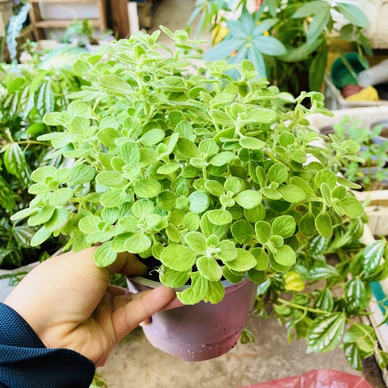Cây Nhất Mạt Hương (Sen Thơm)