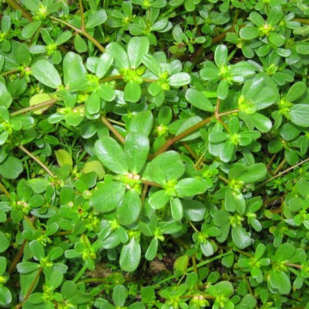 Hạt Giống Rau Sam 1 Gram