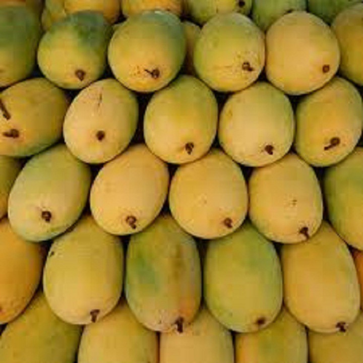 Cây giống xoài keo