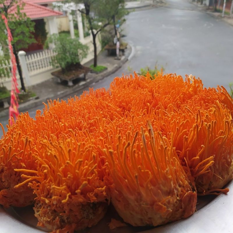 Đông Trùng Hạ Thảo Khô - Đông Trùng Hạ Thảo Sấy Thăng Hoa Lọ 15g | BigBuy360 - bigbuy360.vn