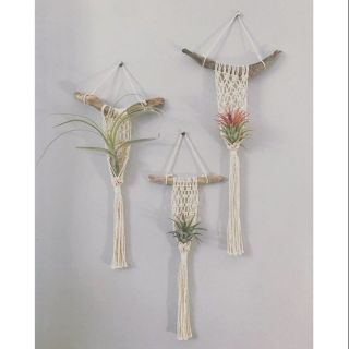 Set 3 dây treo cây không khí ❤️FREESHIP❤️ macrame handmade air plant
