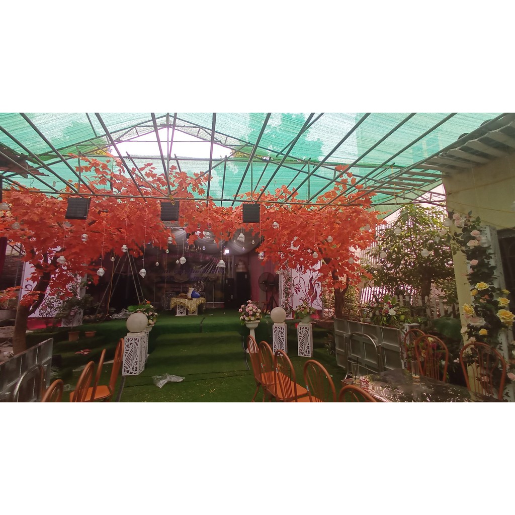 Cây lá đỏ đẹp ở hà nội