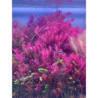 Cây Thủy Sinh Rotala Colorata