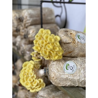 Combo 5 phôi nấm hoàng kim giá rẻ - nấm khỏe