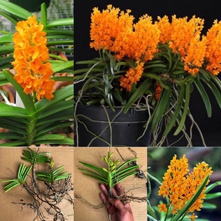 Lan Hoả Hoàng Cam Rừng 1 Cây