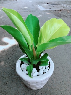 Chậu Trầu Bà Đế Vương
