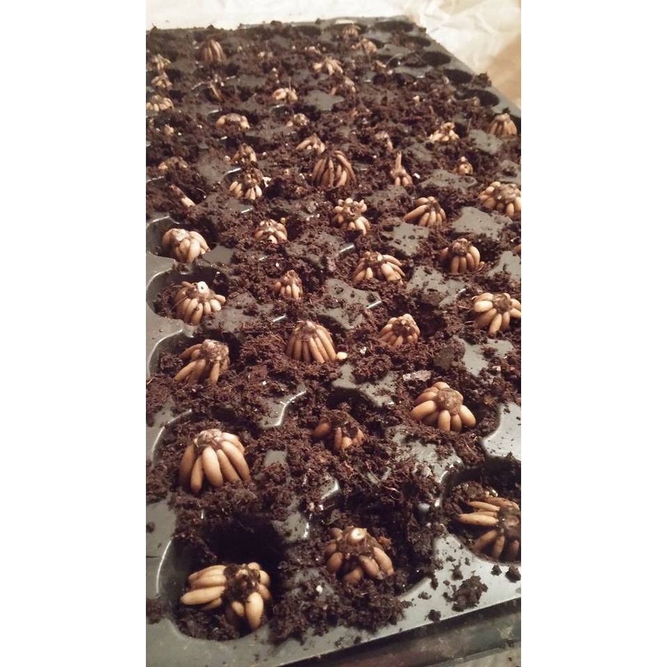 Combo 3 củ hoa hồng mao lương - 3 viên nén kích thích ươm củ