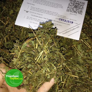 Cỏ Ngọt Stevia ( Hình Thật )