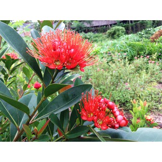 Cây Mai Thái ( cam , hồng , Vàng)