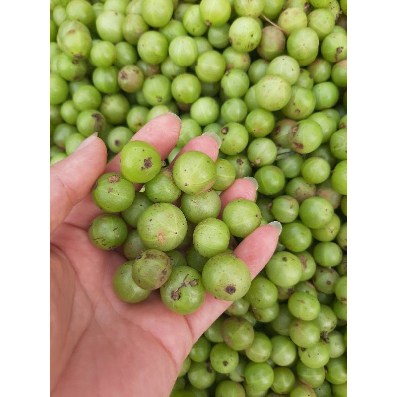 combo 5kg quả me rừng (amla)