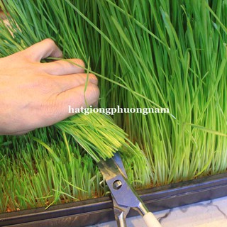 100GR - HẠT GIỐNG LÚA MẠCH (LÚA MÌ / CỎ MÈO) PHƯƠNG NAM