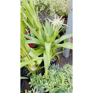 Cây Đại Tướng Quân Cao 1m (chỉ giao hoả tốc)