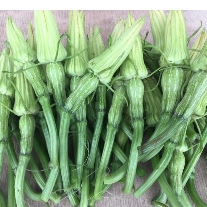 Hạt giống bí nụ lai F1 - Bí đậu ăn non gói 10gram-xn