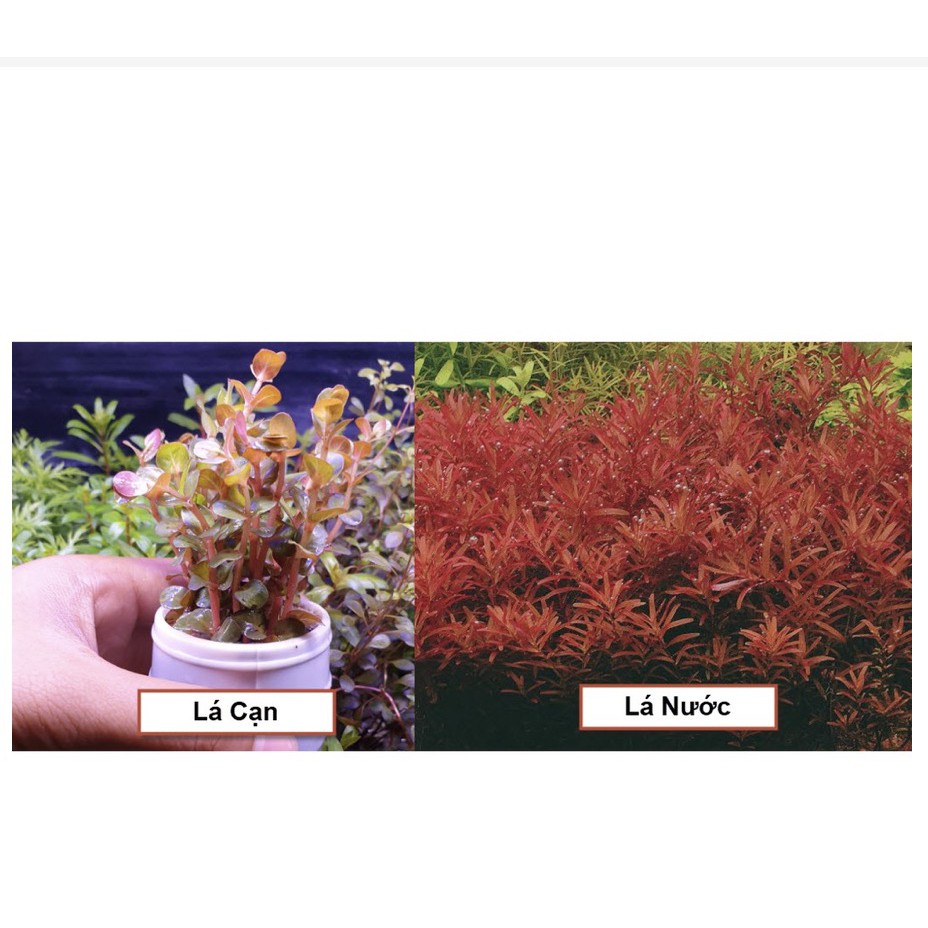 Cây Vảy Ốc Siêu Đỏ (Lá Cạn)