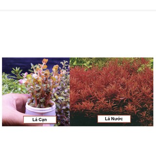 Cây Vảy Ốc Siêu Đỏ (Lá Cạn)