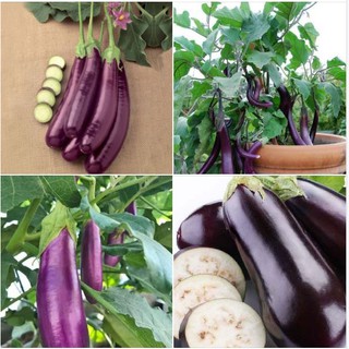 Hạt Giống Cà Tím Quả Dài Năng Suất Cao gói 0,5gr