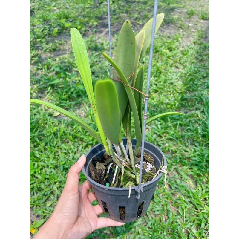 Hoa lan brass sưu tầm