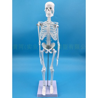 Mô Hình Bộ Xương Cơ Thể Người 45CM