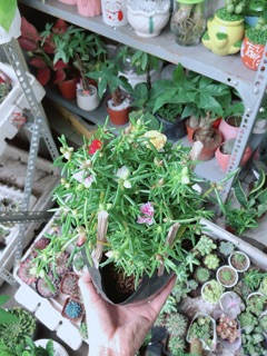 Hoa Mười Giờ Mỹ