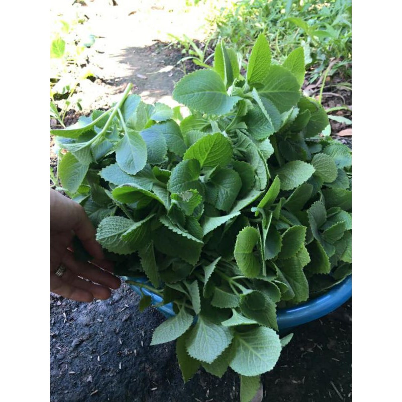 Siro ho Thảo Mộc Cổ Truyền 100% nguyên liệu thiên nhiên phòng và giảm các triệu trứng ho tốt cho cả trẻ sơ sinh 360ml | Thế Giới Skin Care